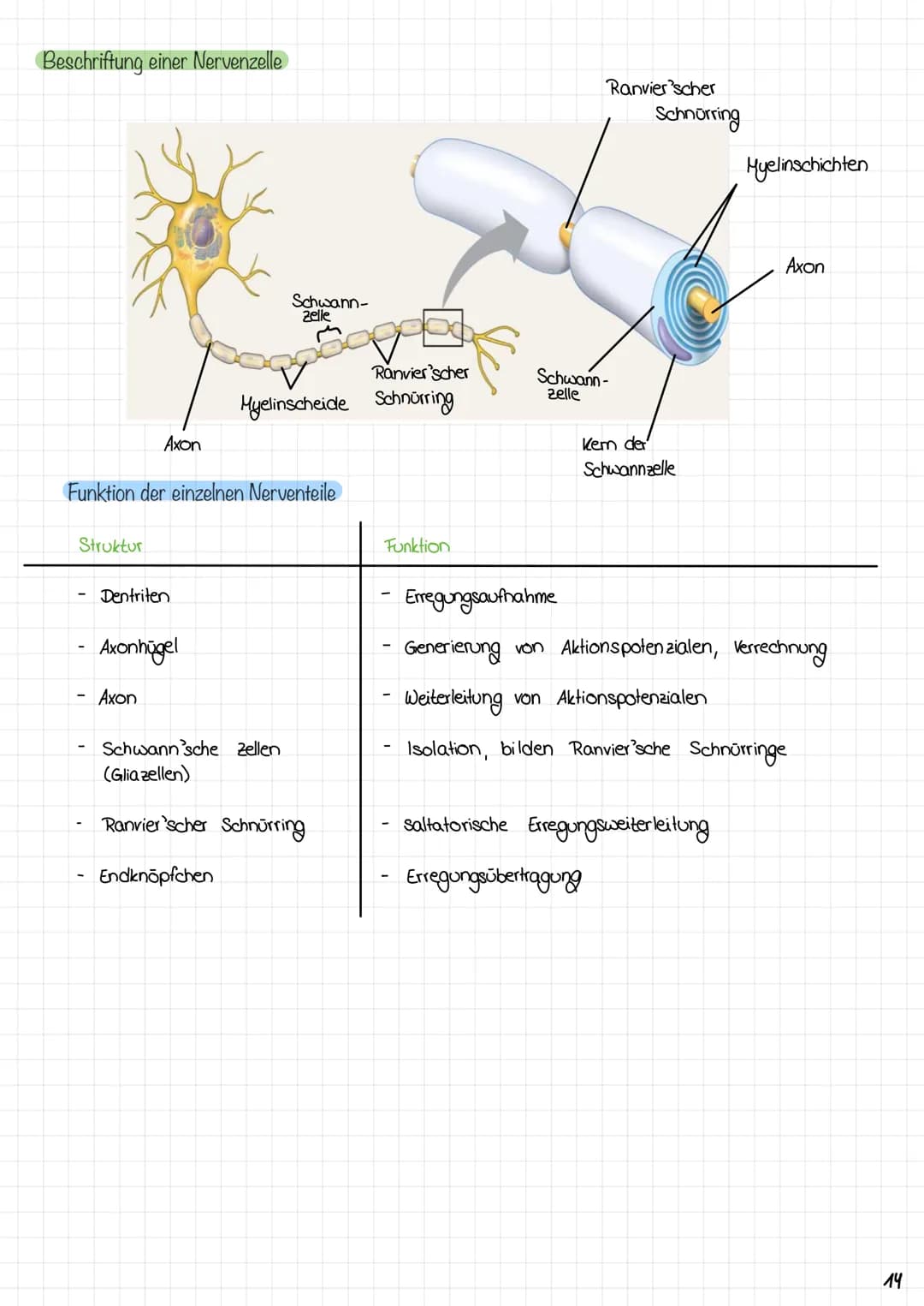 Zyklus eines Aktionspotentials
3. Anstiegsphase (Depolarisations-
phasey des Aktionspotensials
2. Depolarisation
1. Ruhe zustand
Copyright ©