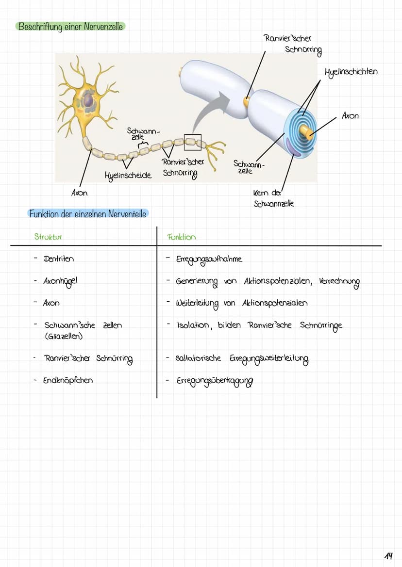 Zyklus eines Aktionspotentials
3. Anstiegsphase (Depolarisations-
phasey des Aktionspotensials
2. Depolarisation
1. Ruhe zustand
Copyright ©
