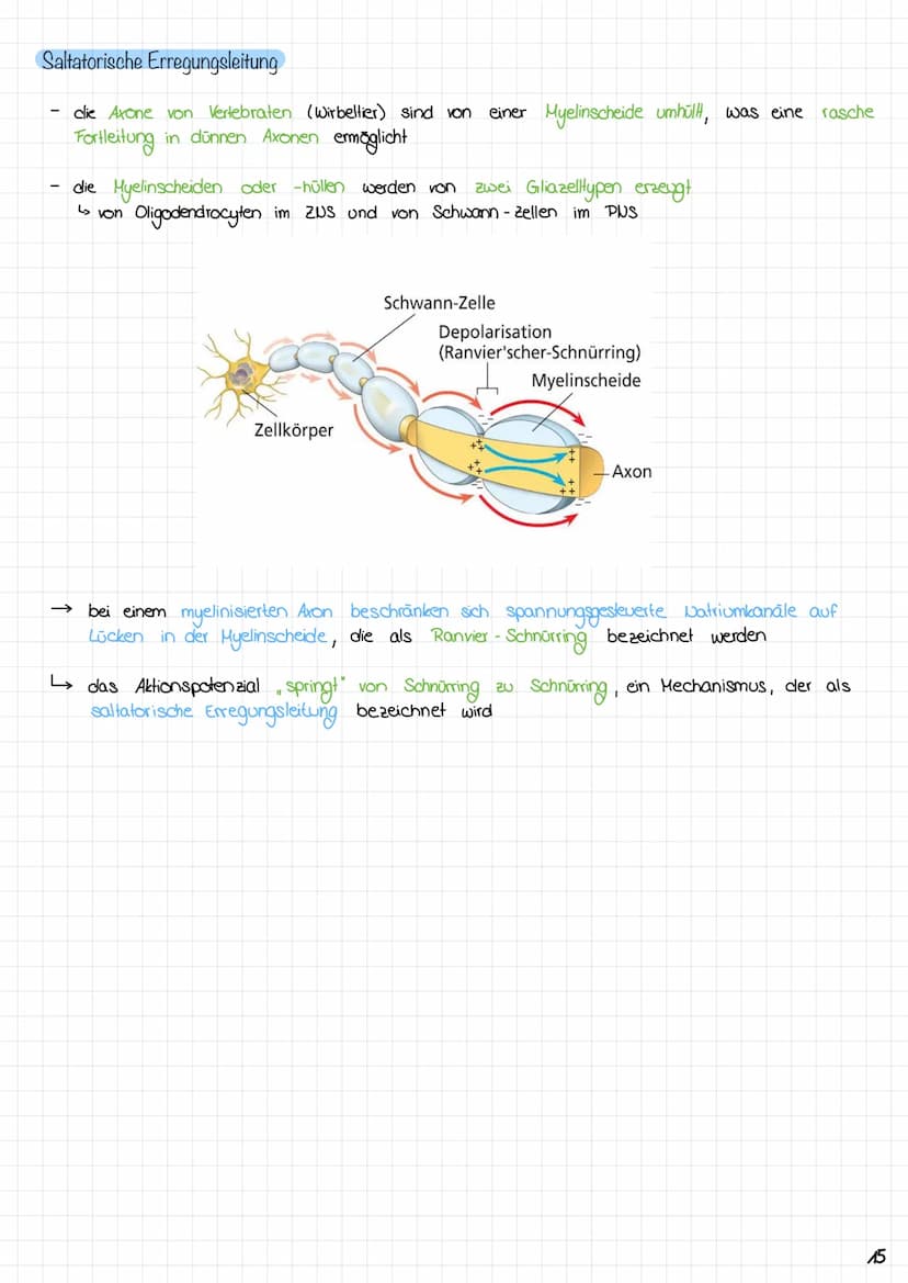 Zyklus eines Aktionspotentials
3. Anstiegsphase (Depolarisations-
phasey des Aktionspotensials
2. Depolarisation
1. Ruhe zustand
Copyright ©