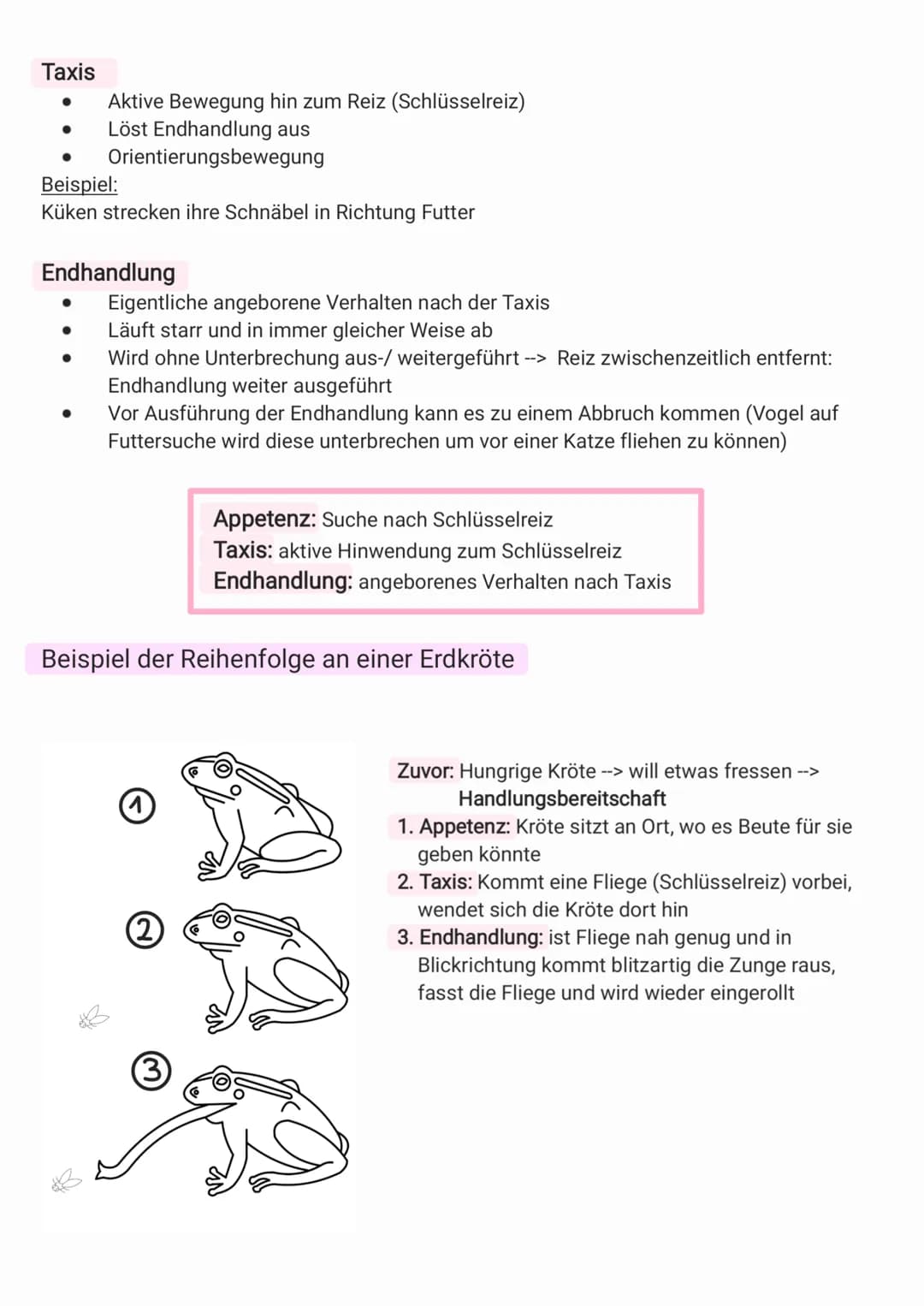 Unterschied Reflex & Erbkoordination
Reflex
● angeboren
●
●
Erbkoordination
angeboren
durch Schlüsselreiz ausgelöst
setzt innere Bereitschaf