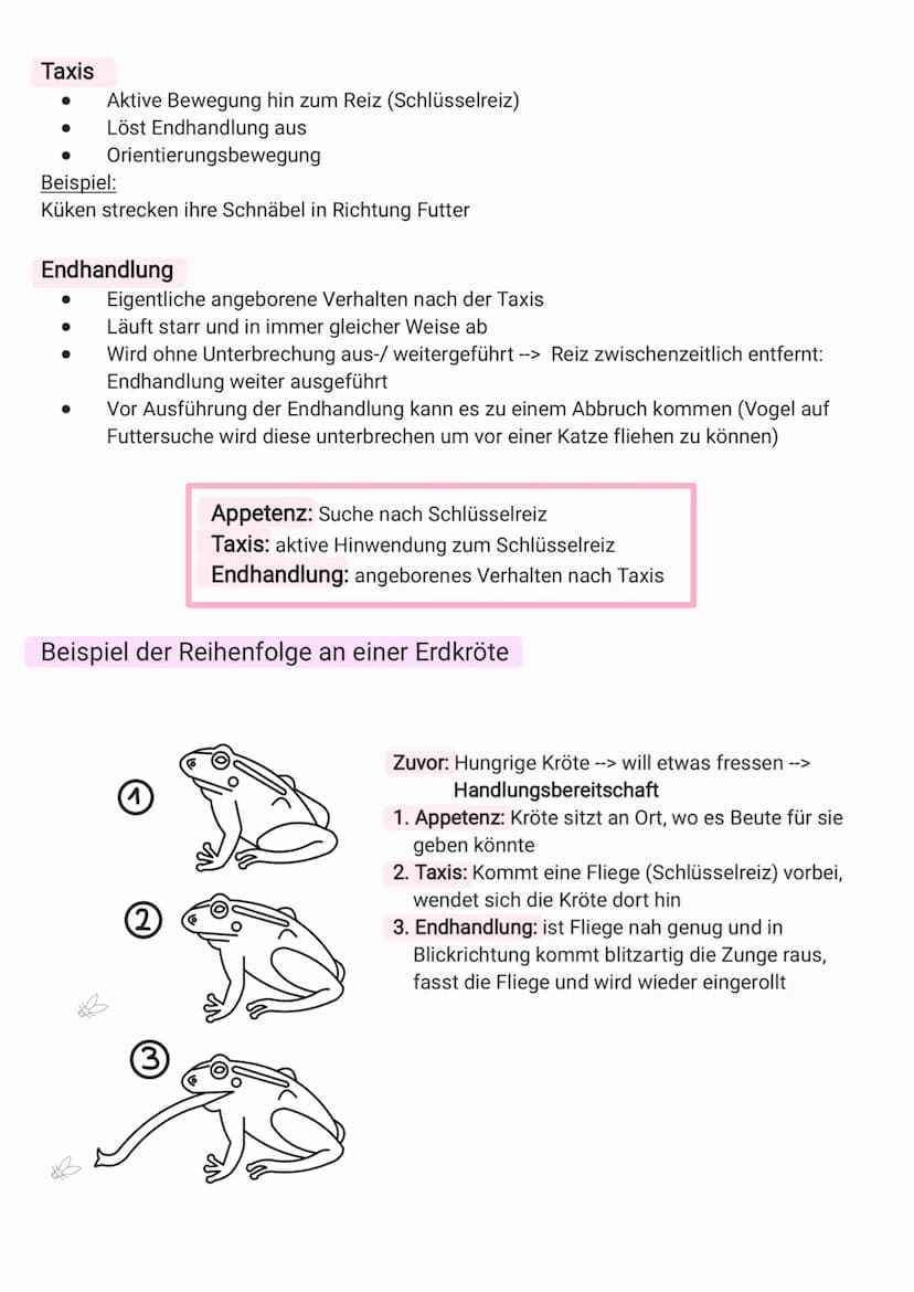 Unterschied Reflex & Erbkoordination
Reflex
● angeboren
●
●
Erbkoordination
angeboren
durch Schlüsselreiz ausgelöst
setzt innere Bereitschaf