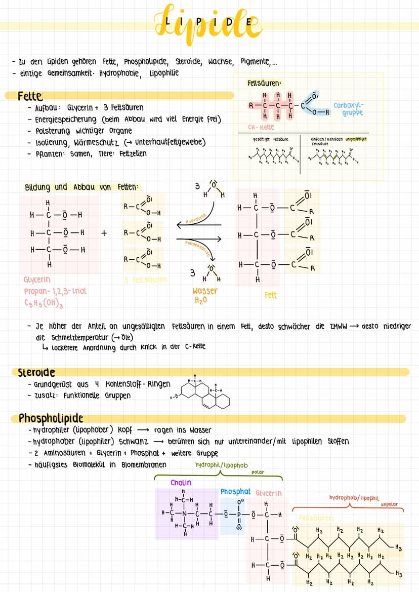 1.2
biomoleküle WICHTIGSTE ORGANISCHE MOLEKÜLGRUPPEN IN ORGANISMEN
Verbindung
Lipide (Fette)
Kohlenhydrate
Proteine (Eiweiße)
Nucleinsäuren
