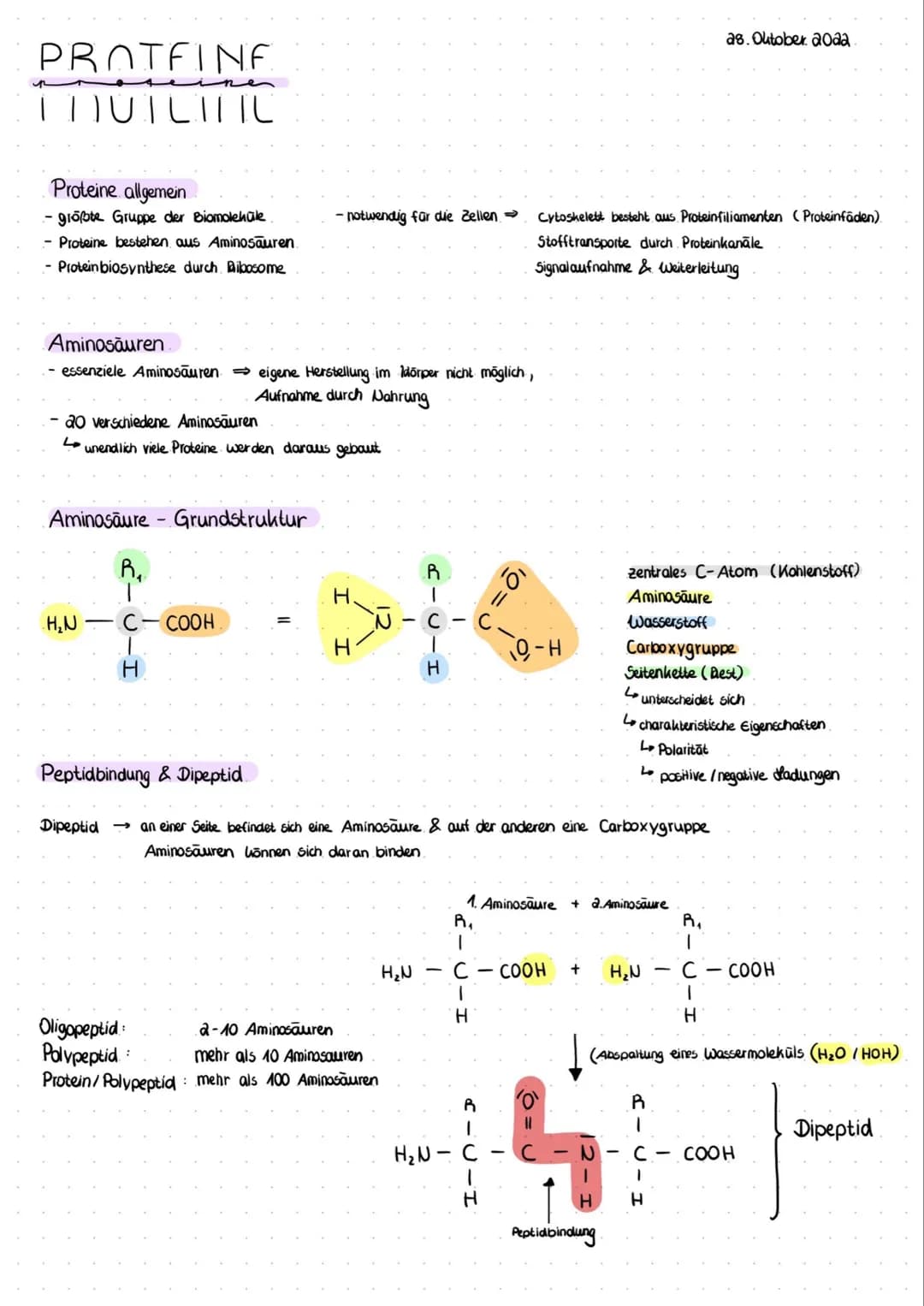 PROTEINE
THUTLITIC
Proteine allgemein
größte Gruppe der Biomoleküle
- Proteine bestehen aus Aminosäuren
Protein biosynthese durch Ribosome
A