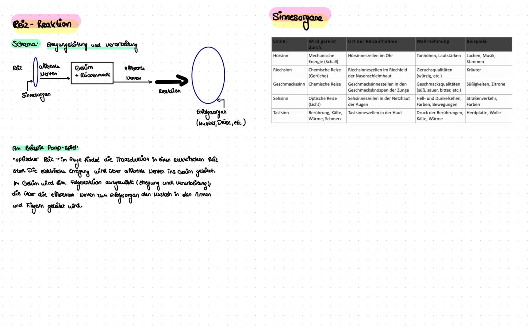 Reiz- Reaktion
Schema: Erregungsleitung und verarbeitung
Reiz
afferente
Nerven
Sinnesorgan
Genim
+ Rückenmark
eferente
Narven
Reaktion
Erfol