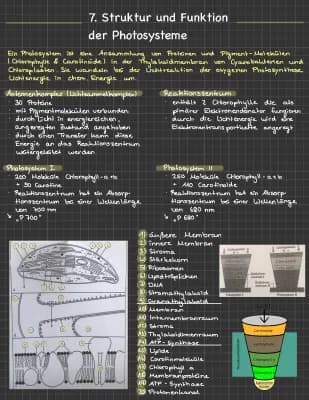 Know Struktur und Funktion der Photosysteme thumbnail