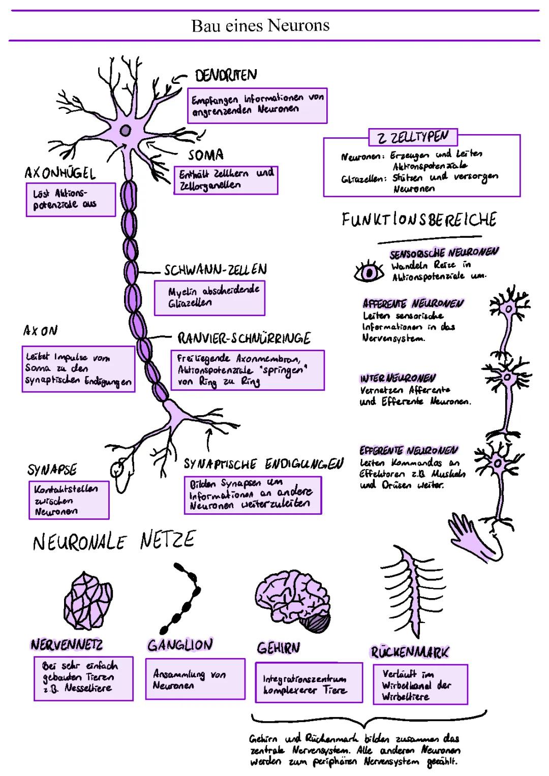 Bau eines Neurons 