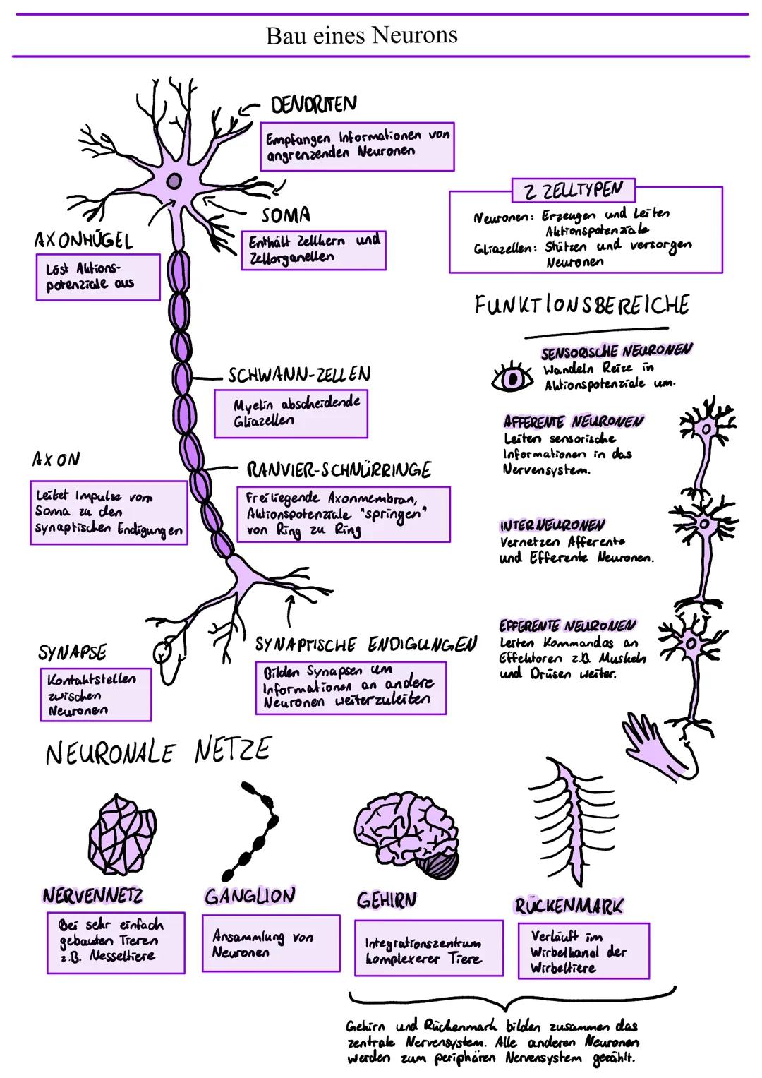 AXONHÜGEL
Lost Aktions-
potenziale aus
AXON
Leitet Impulse vor
Soma zu den
synaptischen Endigungen
NERVENNETZ
Bau eines Neurons
Bei sehr ein