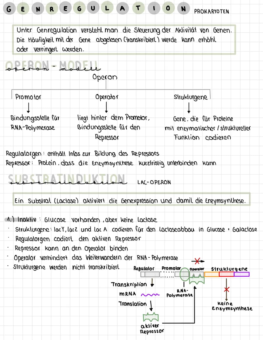 GE N R
Promotor
1
Bindungsstelle für
RNA-Polymerase
E
G U
:
A
Unter Genregulation versteht man die Steuerung der Aktivität von Genen.
Die Hä