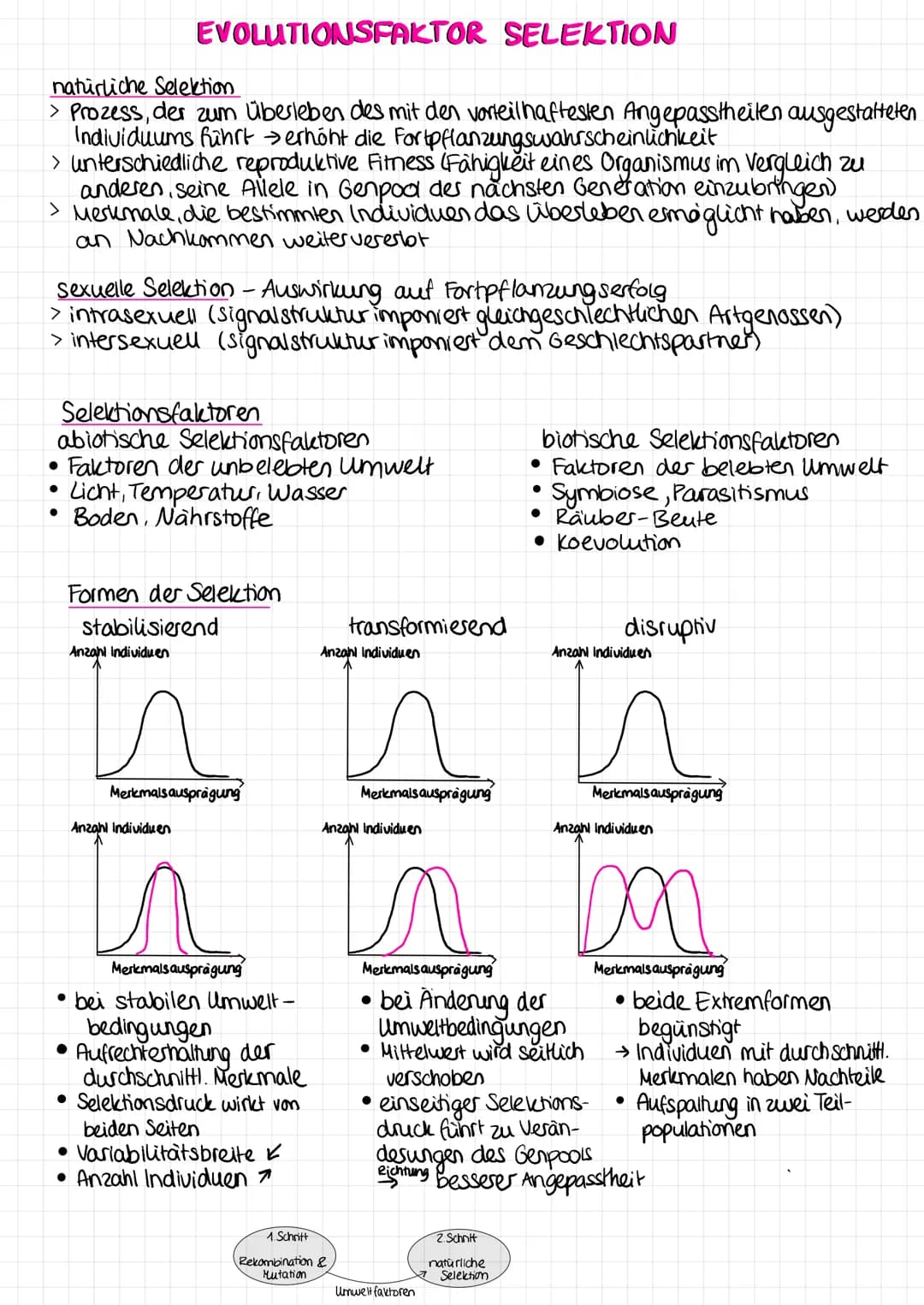 EVOLUTIONSFAKTOR SELEKTION
natürliche Selektion
> Prozess, der zum Überleben des mit den vorteilhaftesten Angepasstheiten ausgestatteten
Ind