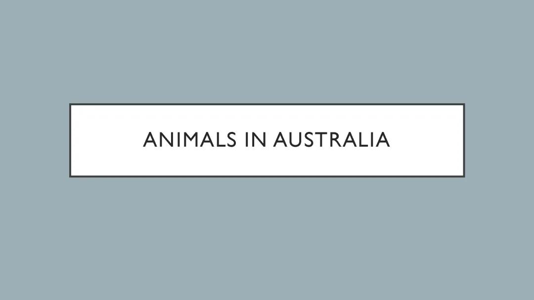 Awesome Australian Animals: Koalas, Wombats, and More!