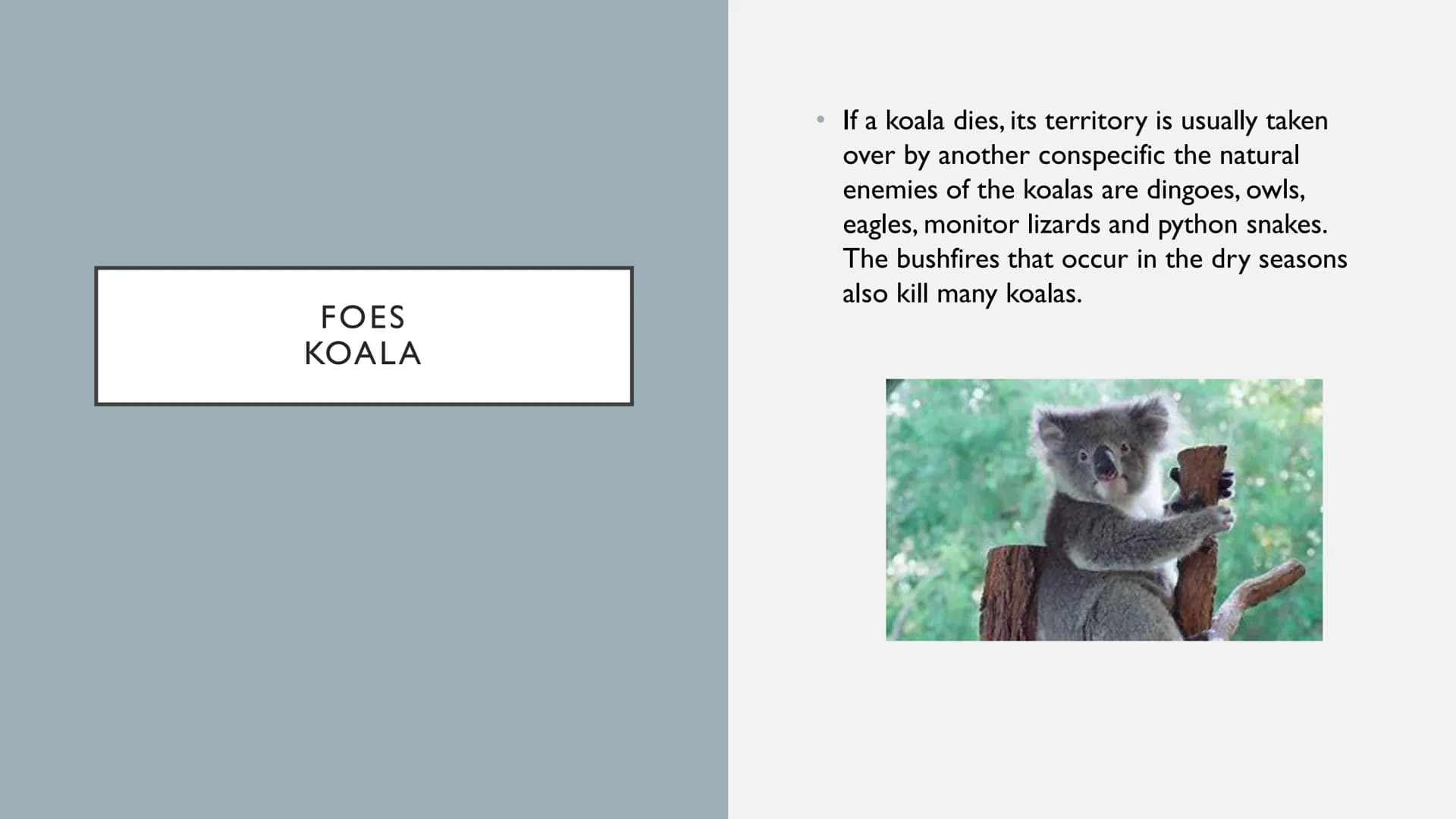 ANIMALS IN AUSTRALIA ANIMALS IN AUSTRALIA
• Habitat of the animals
●
• foes
• are these animals on the verge of extinction?
Thank you & fare