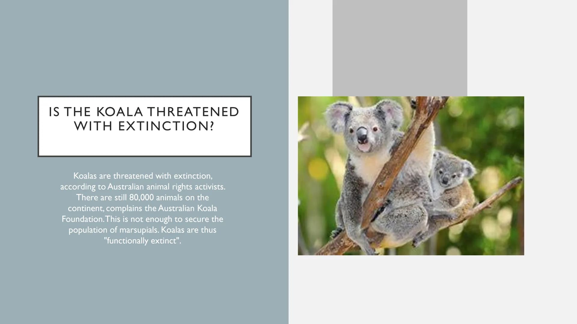 ANIMALS IN AUSTRALIA ANIMALS IN AUSTRALIA
• Habitat of the animals
●
• foes
• are these animals on the verge of extinction?
Thank you & fare