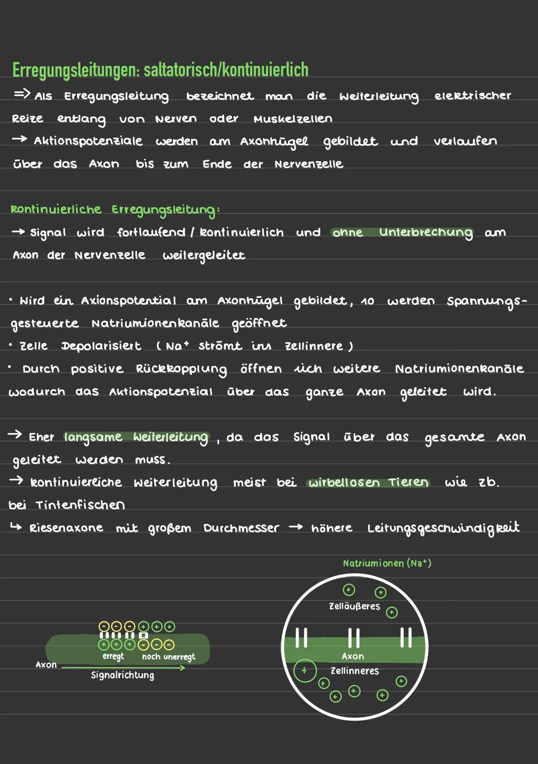 Erregungsleitungen: saltatorisch/kontinuierlich

=> AIS Erregungsleitung bezeichnet man die Weiterleitung elektrischer
Reize entlang von Ner