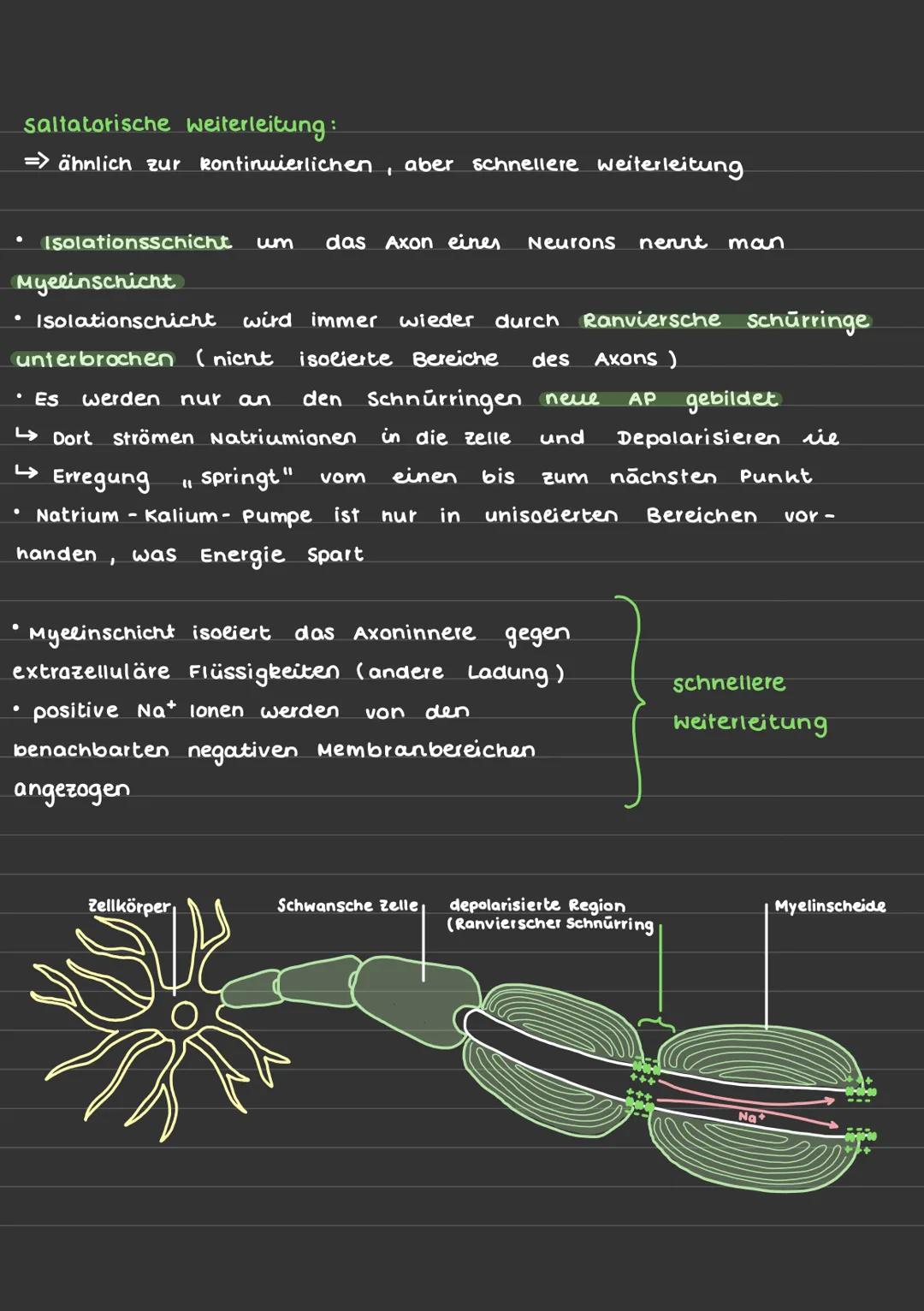Erregungsleitungen: saltatorisch/kontinuierlich

=> AIS Erregungsleitung bezeichnet man die Weiterleitung elektrischer
Reize entlang von Ner