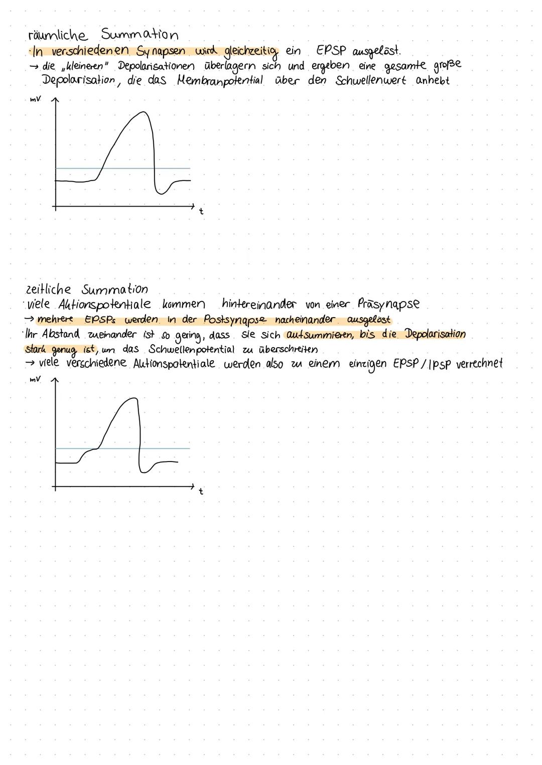 Inhaltsverzeichnis
S.1 Grundaufbau des Nervensystems
S.2-3 Aufbau und Funktion eines Neurons
S.4 Ruhepotenzial
S.5 Natrium - Kalium - Pumpe
