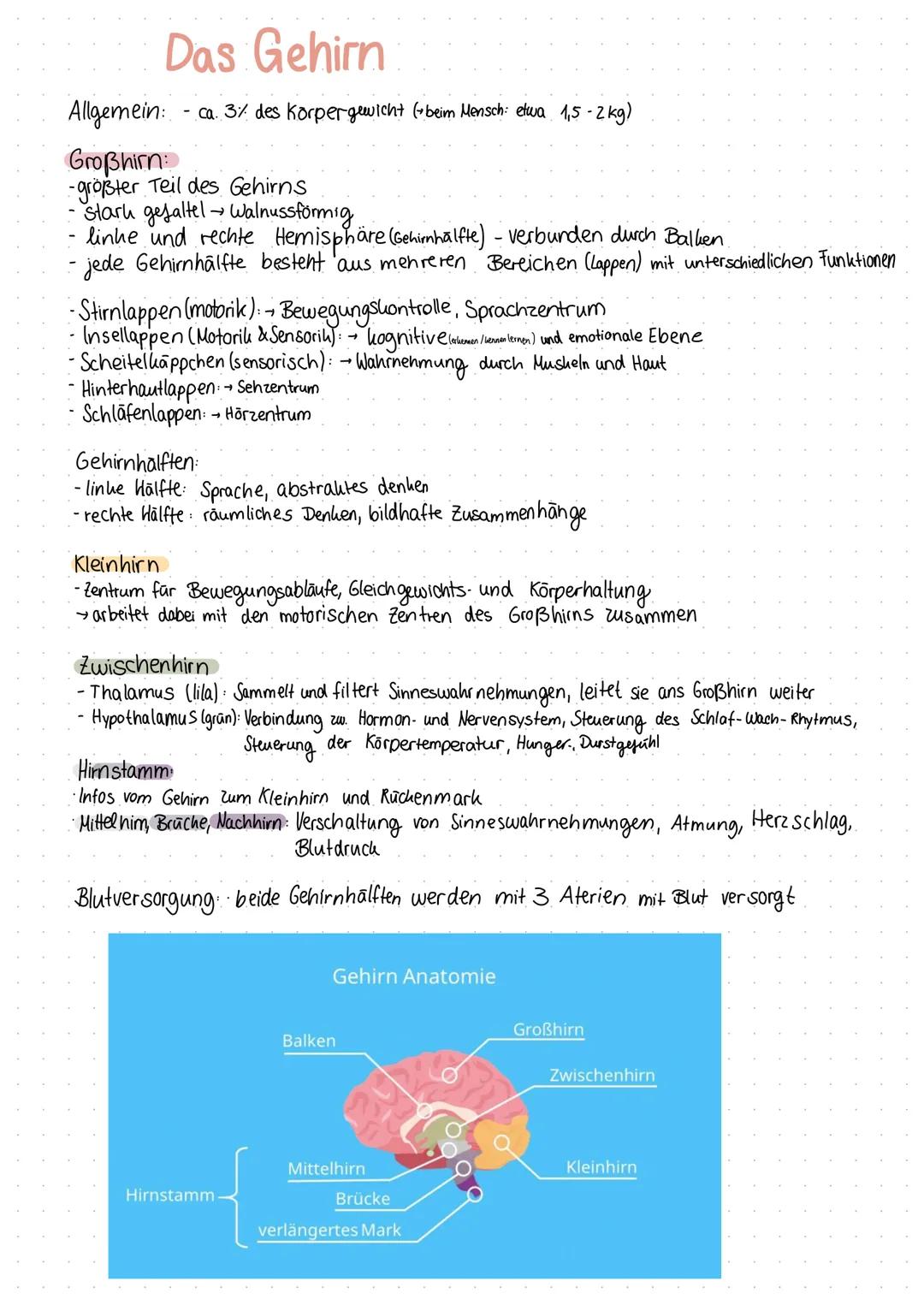 Inhaltsverzeichnis
S.1 Grundaufbau des Nervensystems
S.2-3 Aufbau und Funktion eines Neurons
S.4 Ruhepotenzial
S.5 Natrium - Kalium - Pumpe
