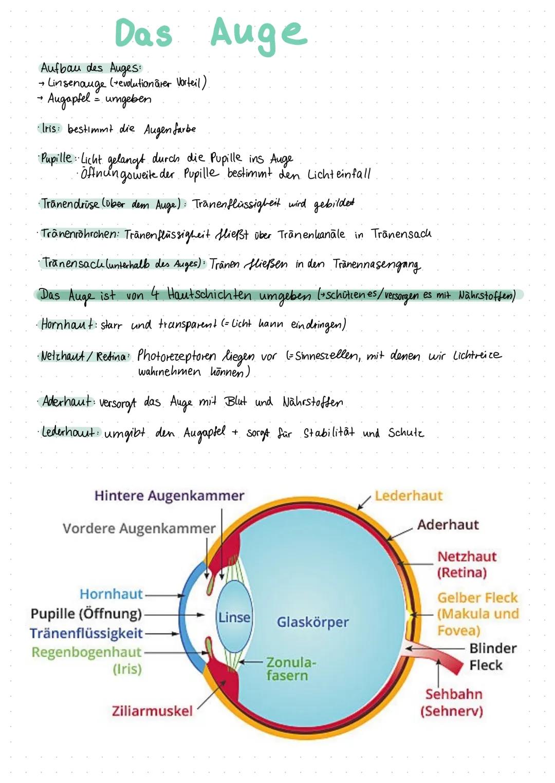 Inhaltsverzeichnis
S.1 Grundaufbau des Nervensystems
S.2-3 Aufbau und Funktion eines Neurons
S.4 Ruhepotenzial
S.5 Natrium - Kalium - Pumpe
