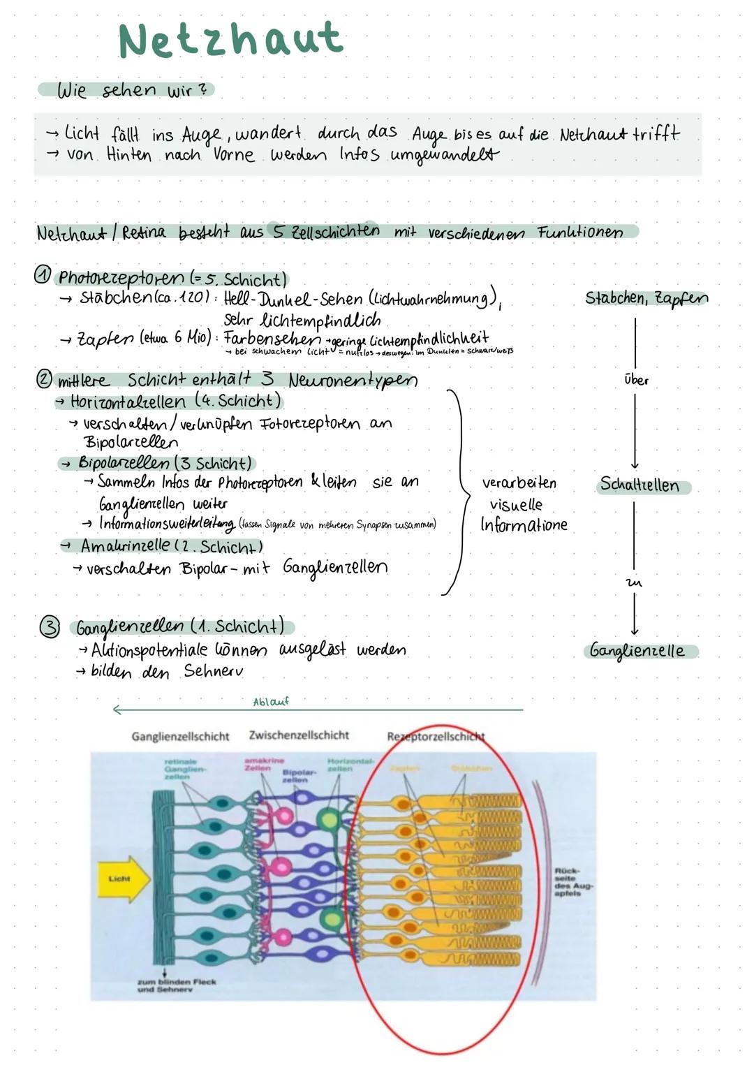 Inhaltsverzeichnis
S.1 Grundaufbau des Nervensystems
S.2-3 Aufbau und Funktion eines Neurons
S.4 Ruhepotenzial
S.5 Natrium - Kalium - Pumpe
