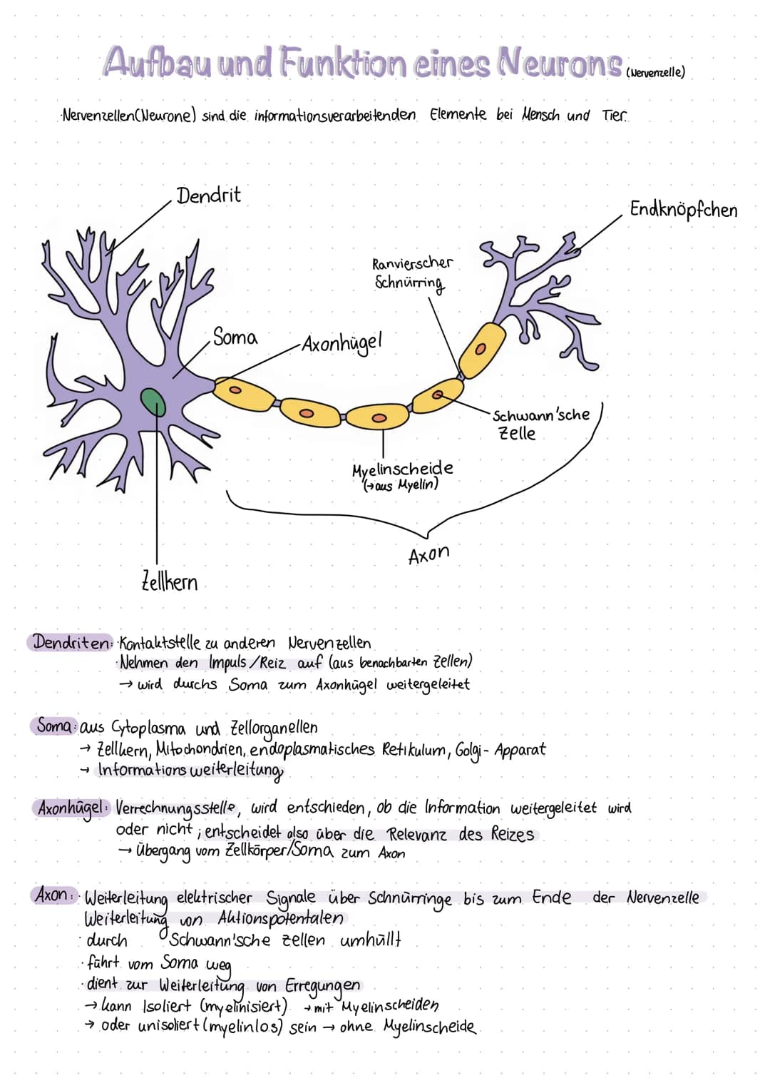 Inhaltsverzeichnis
S.1 Grundaufbau des Nervensystems
S.2-3 Aufbau und Funktion eines Neurons
S.4 Ruhepotenzial
S.5 Natrium - Kalium - Pumpe
