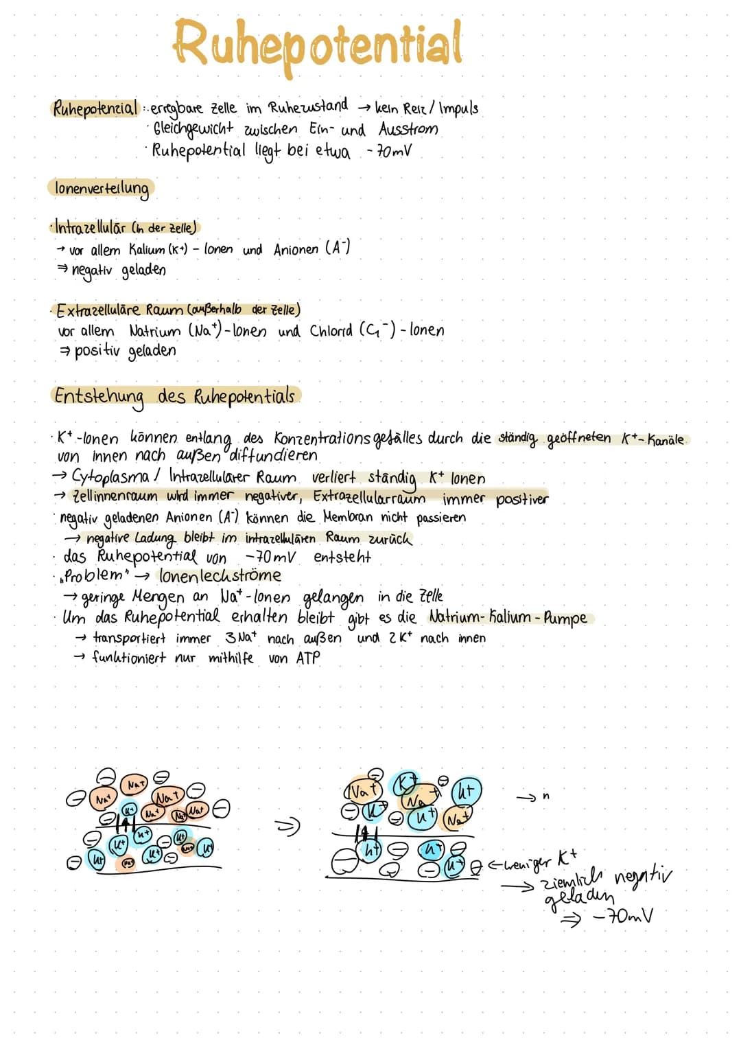 Inhaltsverzeichnis
S.1 Grundaufbau des Nervensystems
S.2-3 Aufbau und Funktion eines Neurons
S.4 Ruhepotenzial
S.5 Natrium - Kalium - Pumpe
