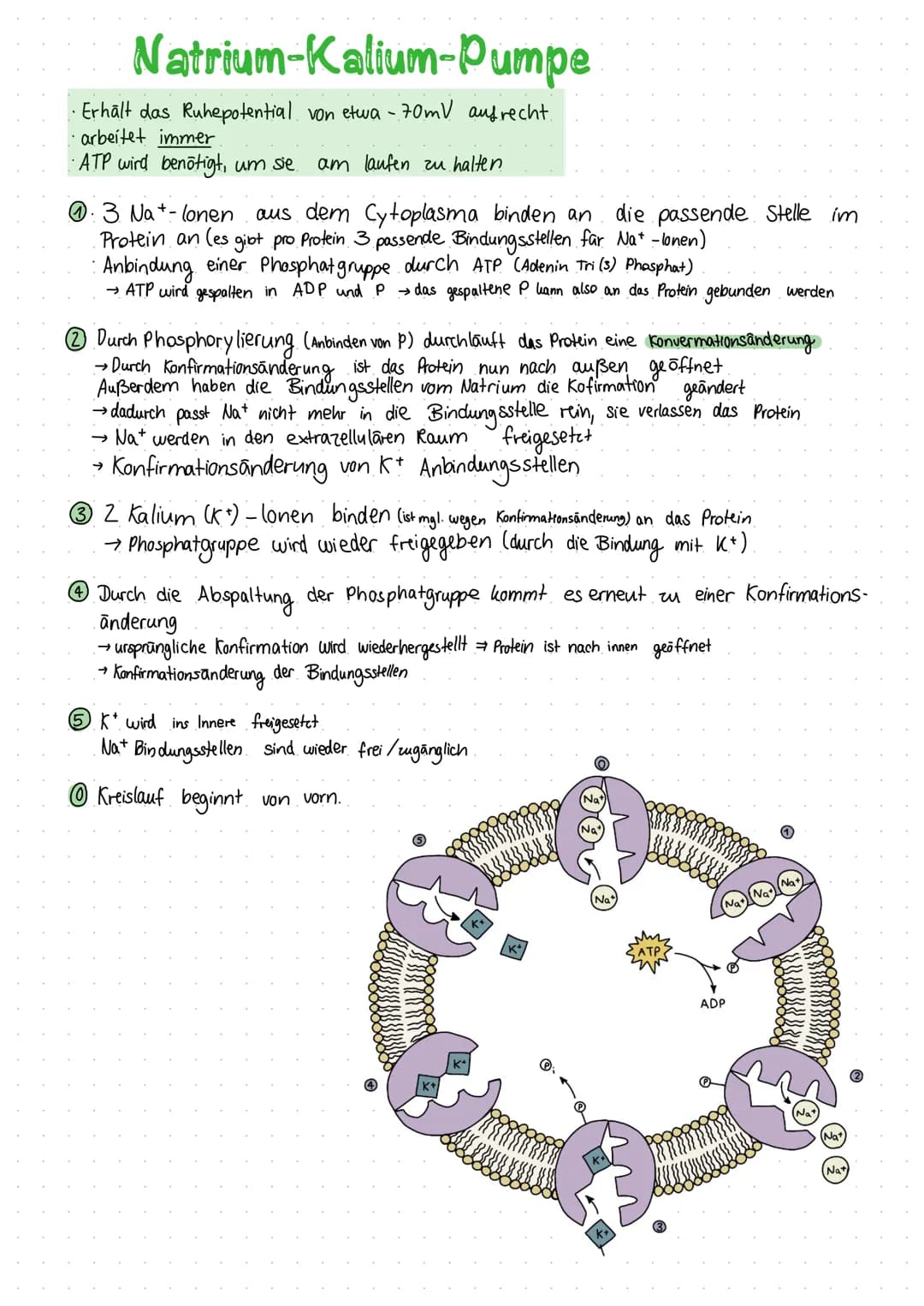 Inhaltsverzeichnis
S.1 Grundaufbau des Nervensystems
S.2-3 Aufbau und Funktion eines Neurons
S.4 Ruhepotenzial
S.5 Natrium - Kalium - Pumpe
