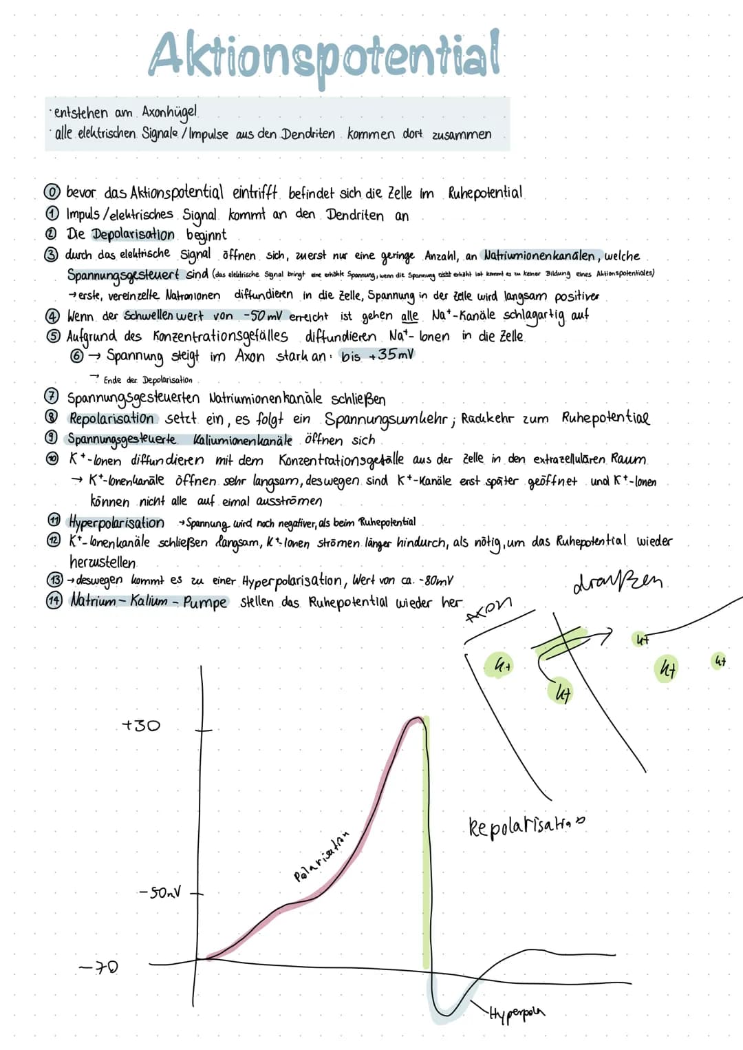 Inhaltsverzeichnis
S.1 Grundaufbau des Nervensystems
S.2-3 Aufbau und Funktion eines Neurons
S.4 Ruhepotenzial
S.5 Natrium - Kalium - Pumpe
