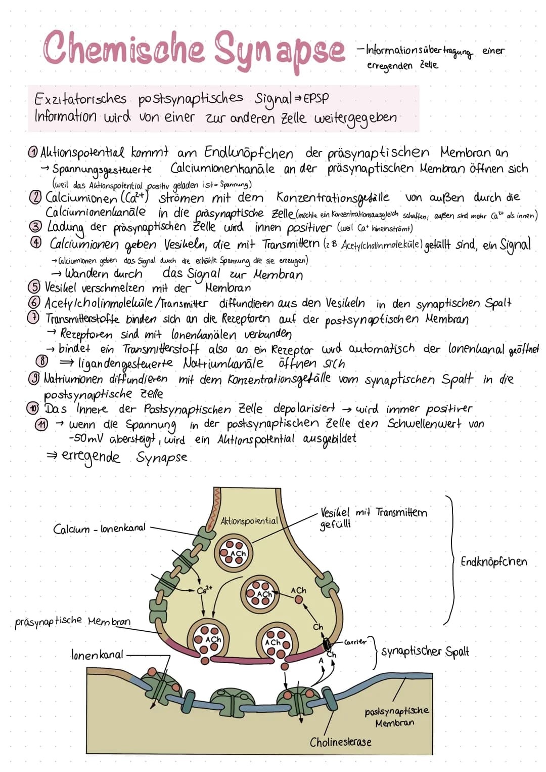 Inhaltsverzeichnis
S.1 Grundaufbau des Nervensystems
S.2-3 Aufbau und Funktion eines Neurons
S.4 Ruhepotenzial
S.5 Natrium - Kalium - Pumpe
