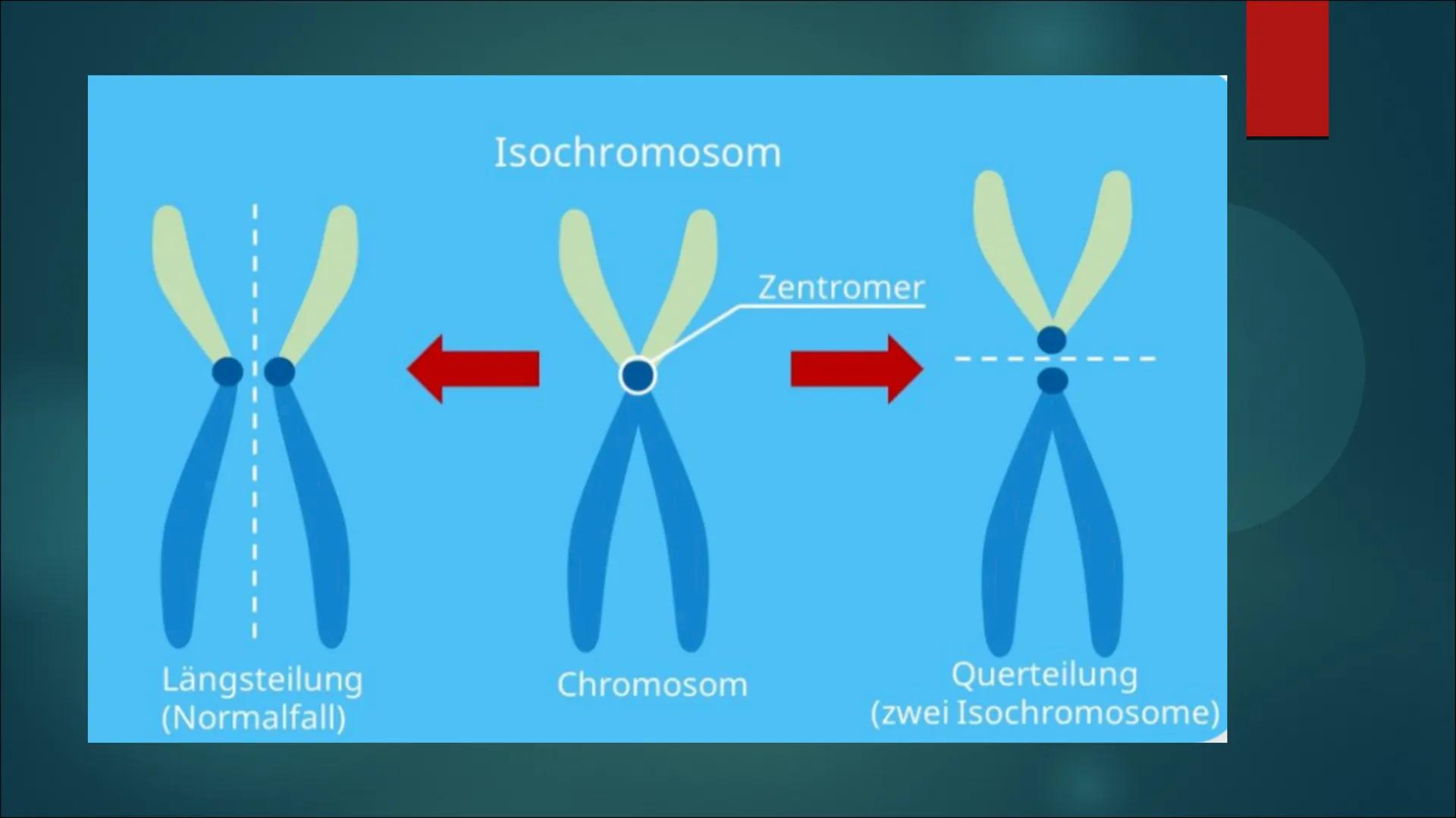 Mutationen Inhaltsverzeichnis
Definition von Mutation
▶ Was ist eine Mutation
► Ursache einer Mutation
Vererbte Mutationen
Mutationsarten
▶ 