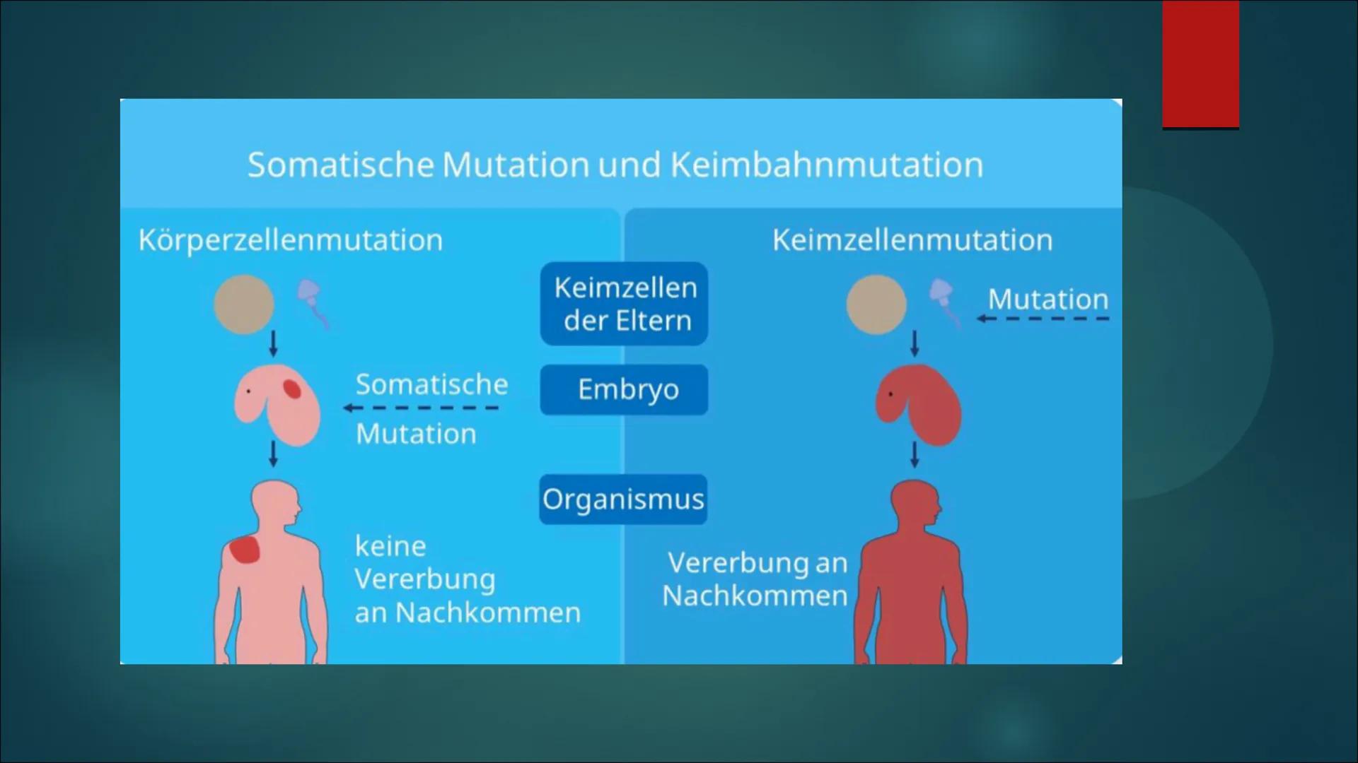 Mutationen Inhaltsverzeichnis
Definition von Mutation
▶ Was ist eine Mutation
► Ursache einer Mutation
Vererbte Mutationen
Mutationsarten
▶ 