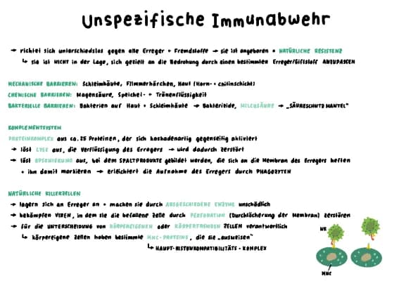 Know ABI Zusammenfassung Immunbiologie  thumbnail