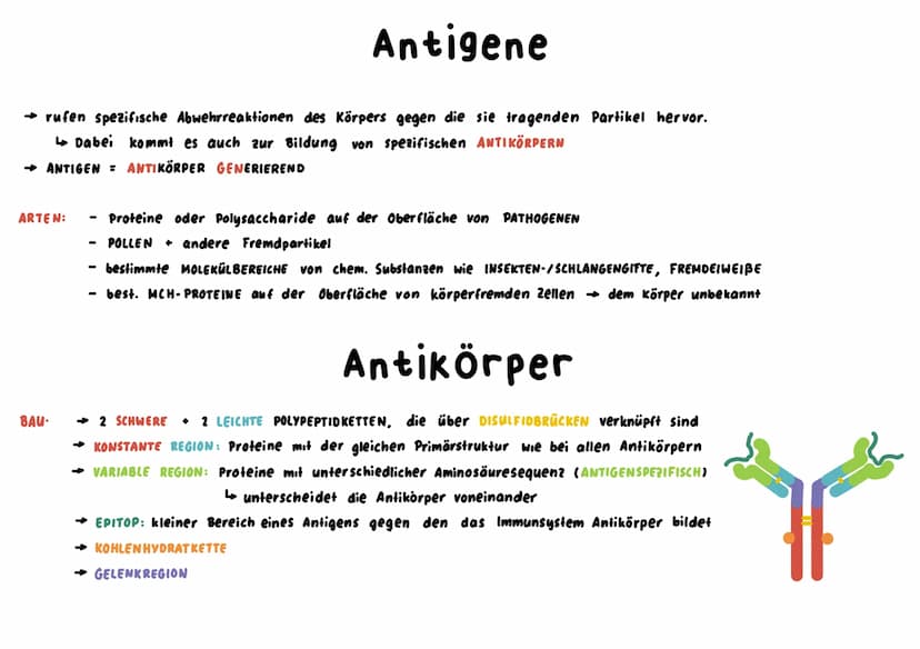 Unspezifische Immunabwehr
→ richtet sich unterschiedslos gegen alle Erreger +Fremdstoffe → sie ist angeboren = NATÜRLICHE RESISTENZ
↳sie ist