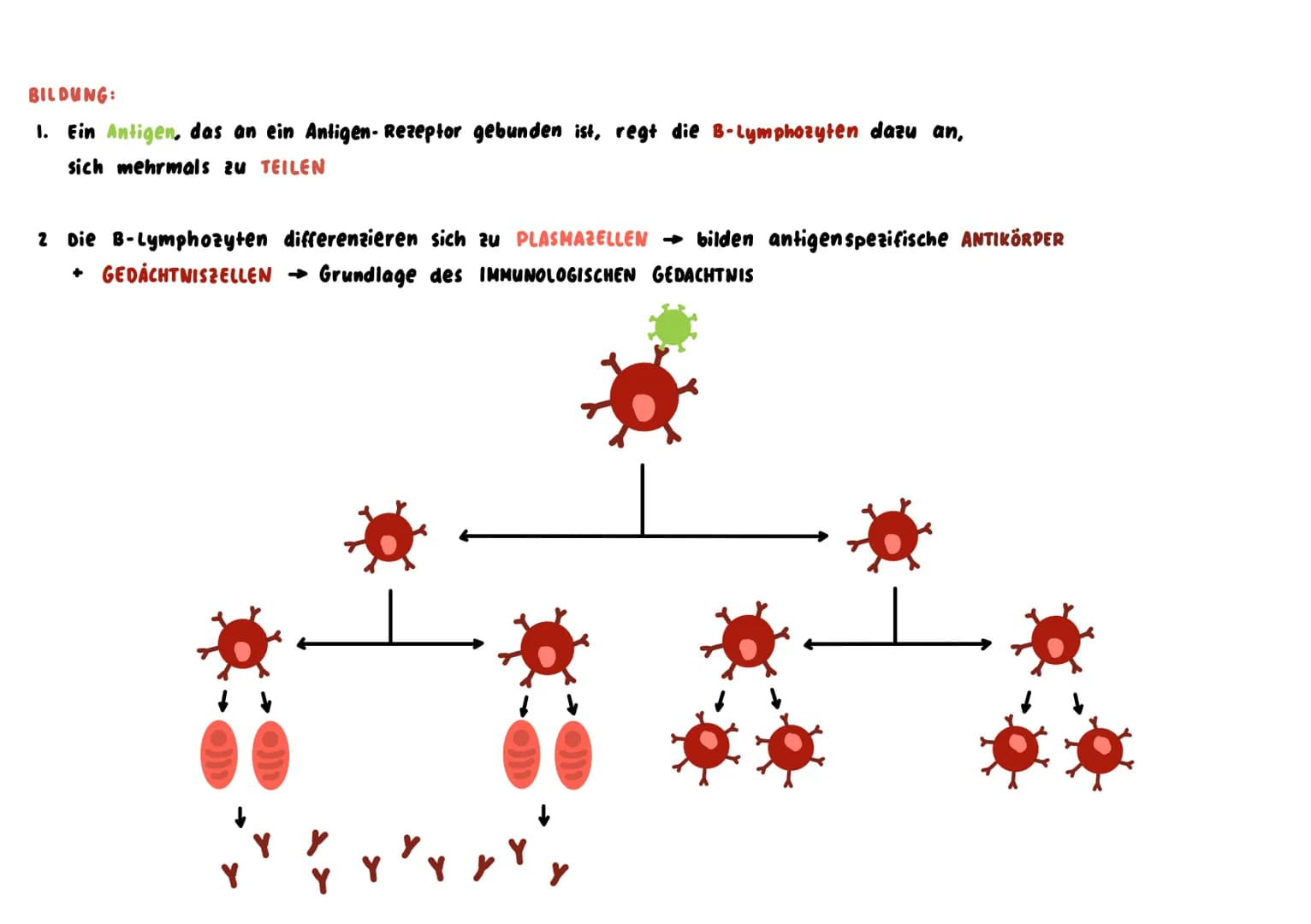 Unspezifische Immunabwehr
→ richtet sich unterschiedslos gegen alle Erreger +Fremdstoffe → sie ist angeboren = NATÜRLICHE RESISTENZ
↳sie ist
