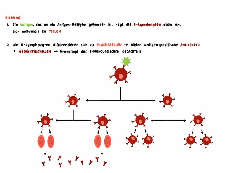 Unspezifische Immunabwehr
→ richtet sich unterschiedslos gegen alle Erreger +Fremdstoffe → sie ist angeboren = NATÜRLICHE RESISTENZ
↳sie ist