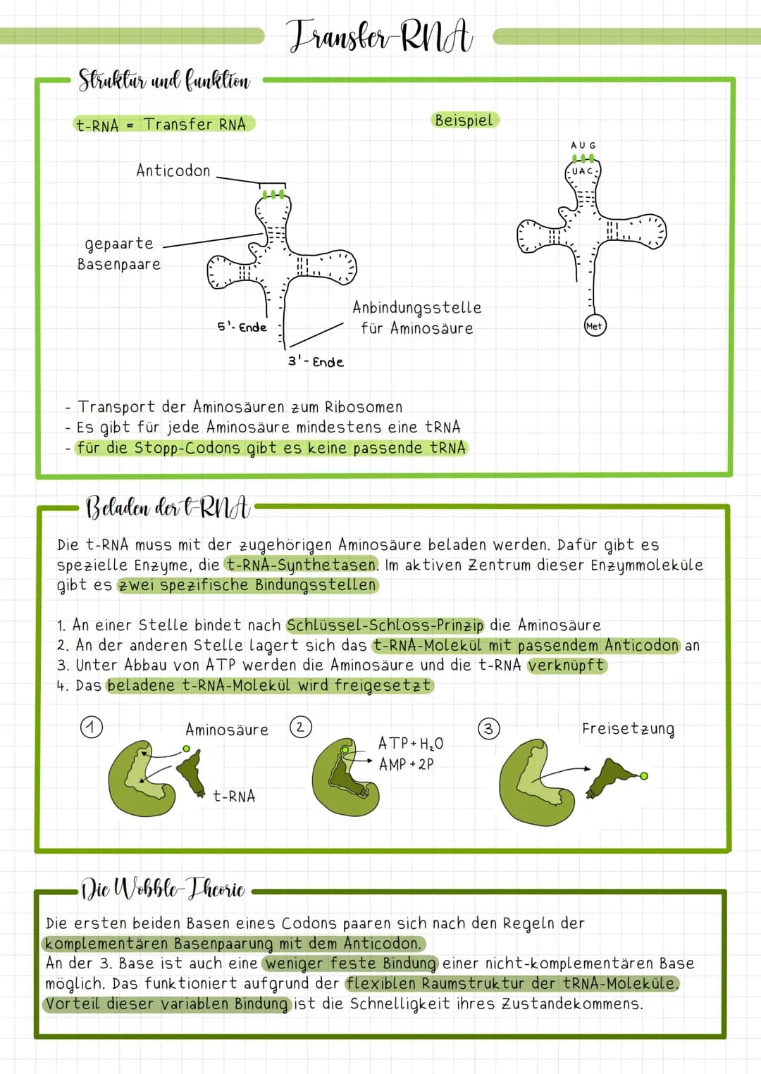 Struktur und funktion
t-RNA Transfer RNA
Anticodon
gepaarte
Basenpaare
5'- Ende
Transfer RNA
3'-Ende
Aminosäure
Beispiel
- Transport der Ami
