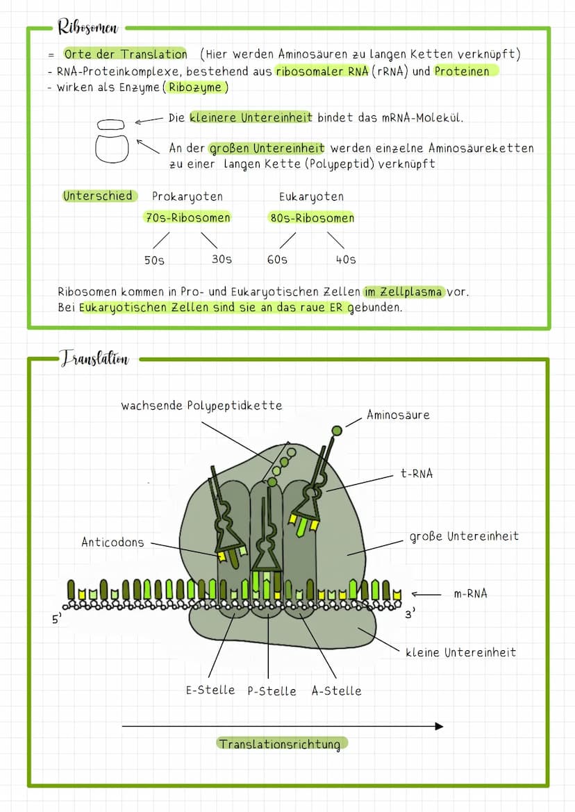 Struktur und funktion
t-RNA Transfer RNA
Anticodon
gepaarte
Basenpaare
5'- Ende
Transfer RNA
3'-Ende
Aminosäure
Beispiel
- Transport der Ami