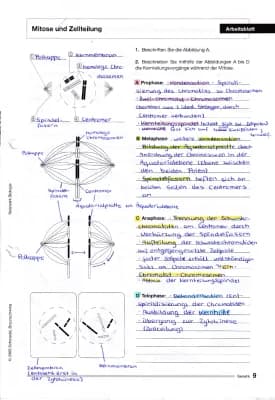 Know Mitose und Zellteilung (+ Abbildung) thumbnail