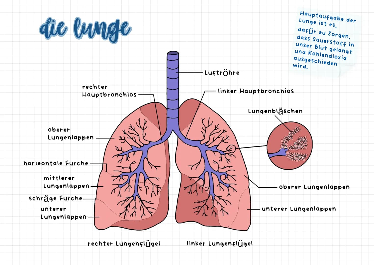 die lunge
oberer
rechter
Hauptbronchios
Lungenlappen
horizontale Furche
mittlerer
Lungenlappen.
unterer
schräge Furche-
Lungenlappen
rechter