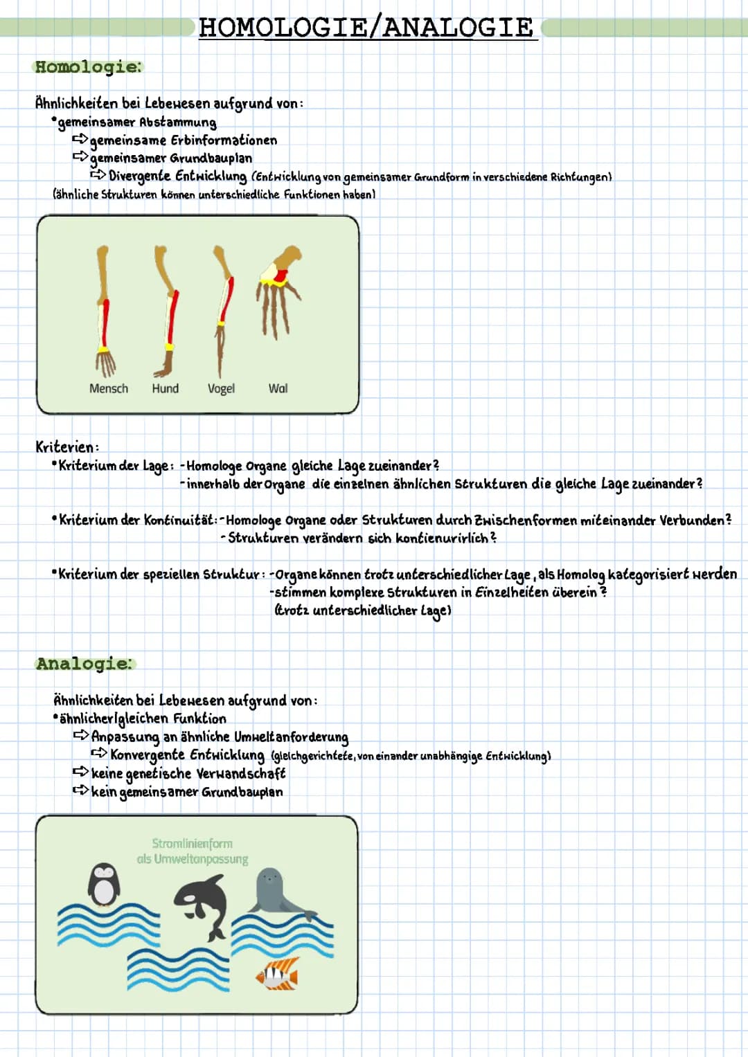 Homologie / Analogie
