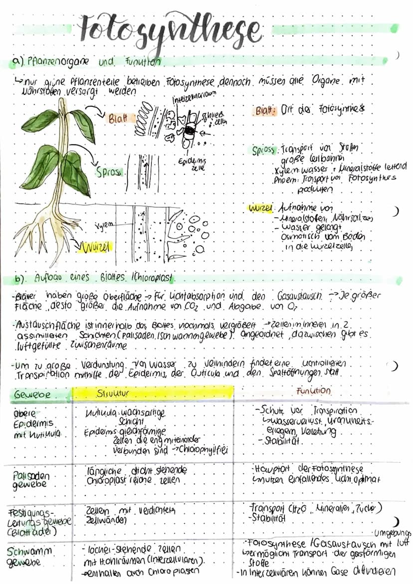 Stoff-tenergie wedersel
-Summe der chemischen Ablaute in einem Organismus → Stoffwechsel (Metabolismus)
a) Betriebsstoffwechsel zur Bereitst