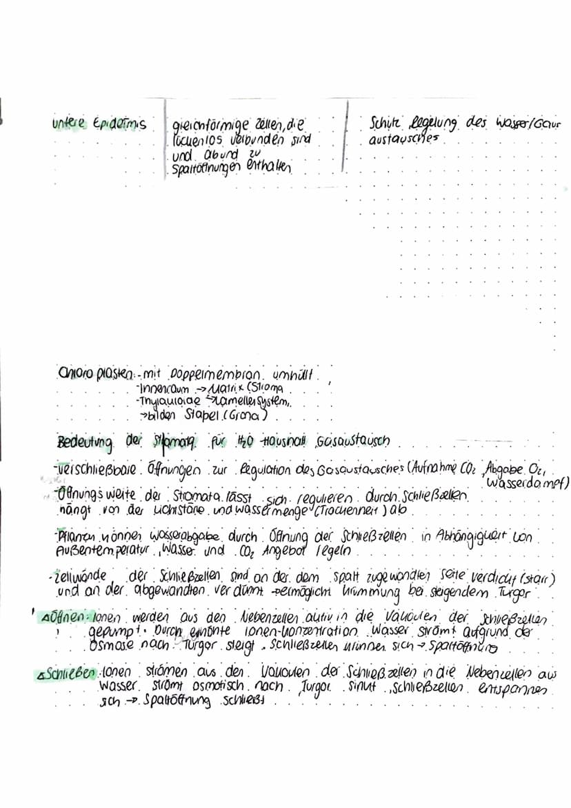 Stoff-tenergie wedersel
-Summe der chemischen Ablaute in einem Organismus → Stoffwechsel (Metabolismus)
a) Betriebsstoffwechsel zur Bereitst