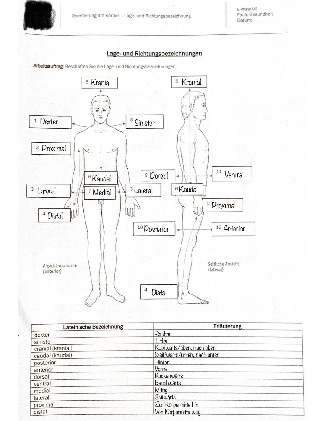 1 Dexter
Arbeitsauftrag: Beschriften Sie die Lage- und Richtungsbezeichnungen.
5 Kranial
2 Proximal
3 Lateral
4 Distal
Orientierung am Körpe