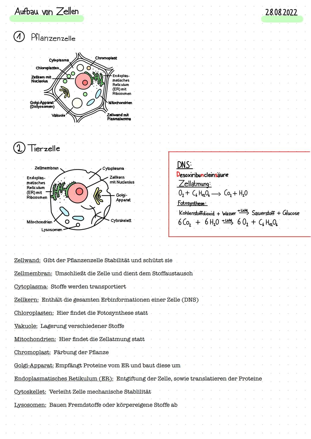 # Aufbau von Zellen

1 Pflanzenzelle

Cytoplasma

Chloroplasten

Zellkem mit
Nucleolus

Ο

Chromoplast

-Endoplas-
matisches
Reticulum
(ER) 