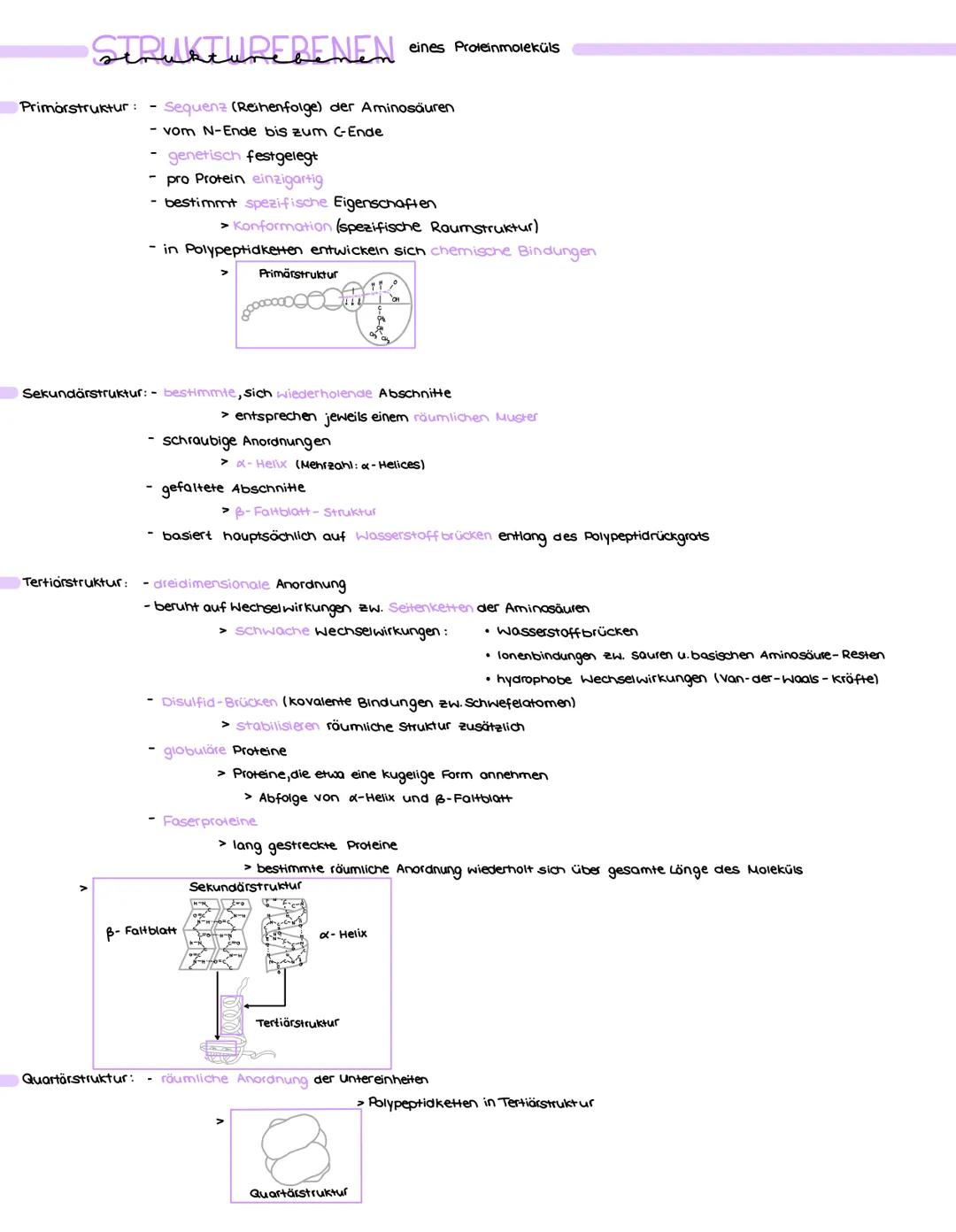 KLAUSUR 2
PROTEINE
Begriff Proteine: - Proteine Eiweiße
- Hauptbestandteil = Aminosäuren (höchstens 20)
- bilden größten Anteil aller organi