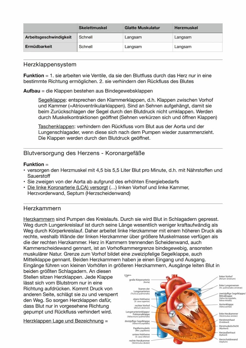 Kreislaufsystem
Herz- und Kreislauf
Arterien bringen Blut vom Herzen weg
sauerstoffreich im Körperkreislauf sauerstoffarm im
Lungenkreislauf