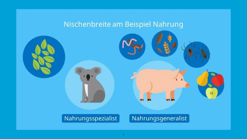 Handout - Ökologische Nische
Hannah Schmitt
Bi_LK_1 - Shf
Ökologische Nische
-> Die Ökologische Nische beschreibt die Gesamtheit der Beziehu