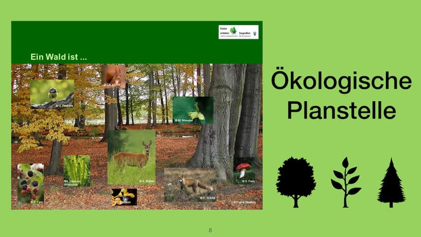 Handout - Ökologische Nische
Hannah Schmitt
Bi_LK_1 - Shf
Ökologische Nische
-> Die Ökologische Nische beschreibt die Gesamtheit der Beziehu