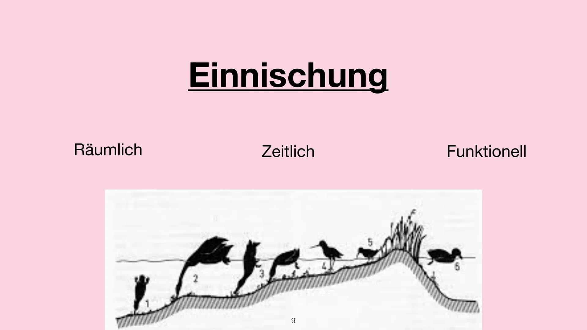 Handout - Ökologische Nische
Hannah Schmitt
Bi_LK_1 - Shf
Ökologische Nische
-> Die Ökologische Nische beschreibt die Gesamtheit der Beziehu