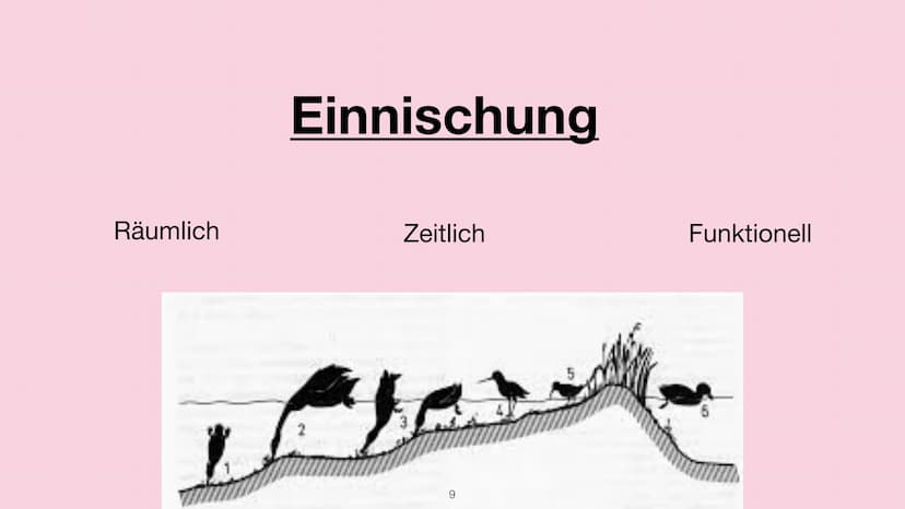 Handout - Ökologische Nische
Hannah Schmitt
Bi_LK_1 - Shf
Ökologische Nische
-> Die Ökologische Nische beschreibt die Gesamtheit der Beziehu