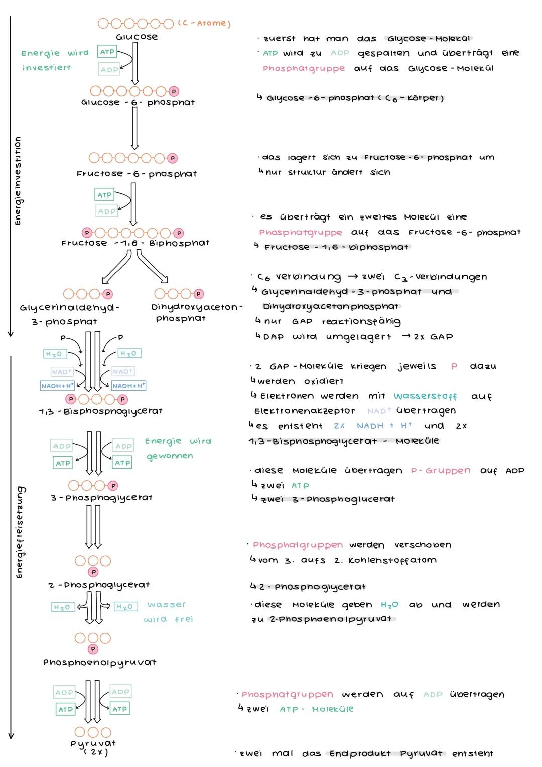 Energie wird
investiert
Energie investition
Energiefreisetzung
H₂0
NAD
NADH+H
OOOG
Glycerinaldehyd-
3- phosphat
ADP
Fructose -1,6 - Biphosph