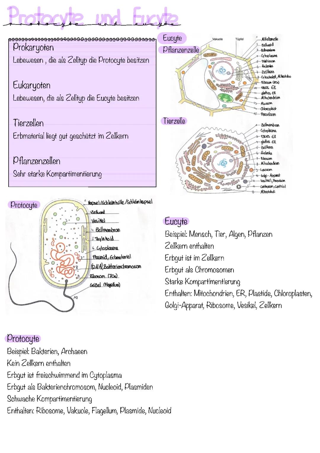 Protocyte und Eucyte